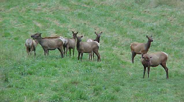 Elk grazing at Trexler Game Preserve